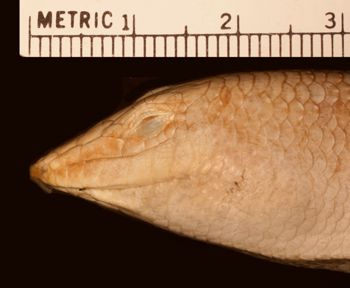 Media type: image;   Herpetology R-22352